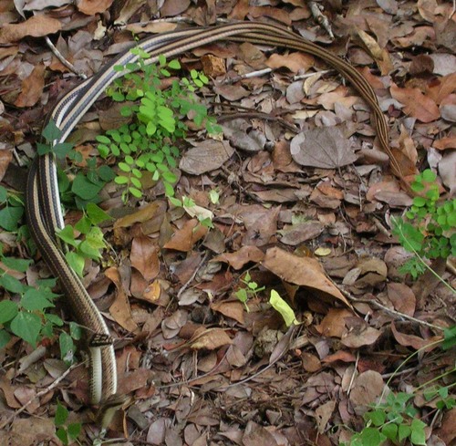 Mexican Patchnose Snake