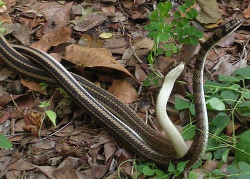 Mexican Patchnose Snake