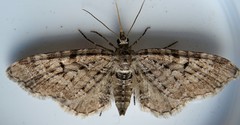 Eupithecia pusillata