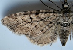 Eupithecia pusillata