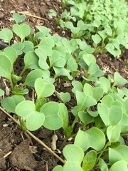 Magnoliopsida