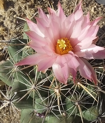 Coryphantha elephantidens