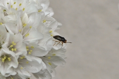 Geocoris varius