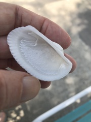 Anadara secticostata