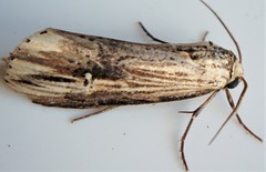 Crambodes talidiformis