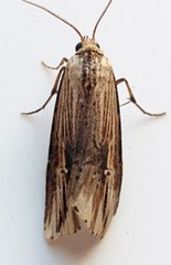 Crambodes talidiformis