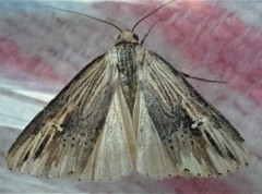Crambodes talidiformis