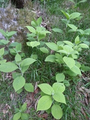 Comanthosphace formosana