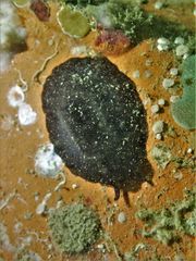 Scutus unguis