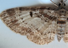 Eupithecia johnstoni