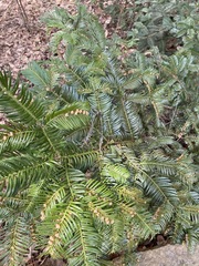 Cephalotaxus