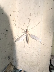 Tipula