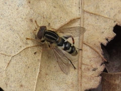 Anasimyia anausis