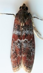 Sciota carneella