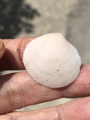 Semele proficua
