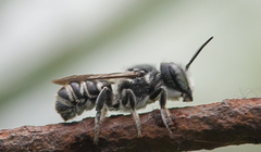 Megachile exilis