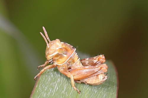 Handsome Florida Grasshopper photo 2