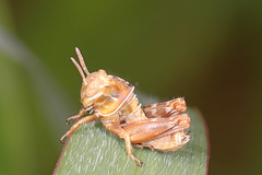 Eotettix