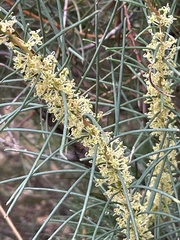 Hakea nodosa