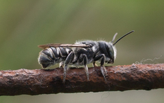 Megachile exilis