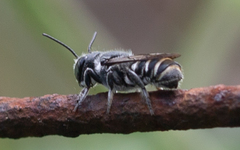 Megachile exilis