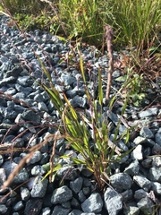 Muhlenbergia mexicana mexicana