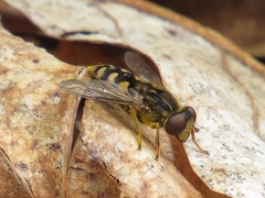 Parhelophilus rex