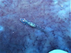 Phyllogobius platycephalops