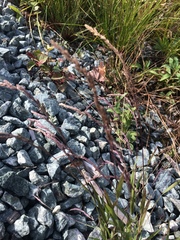 Muhlenbergia mexicana mexicana