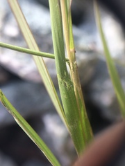 Muhlenbergia mexicana mexicana