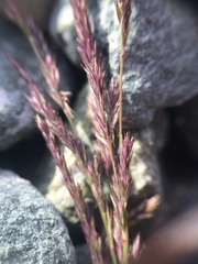 Muhlenbergia mexicana mexicana