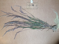 Muhlenbergia mexicana mexicana