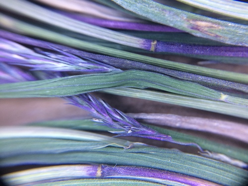 Image of Muhlenbergia mexicana by no rights reserved
