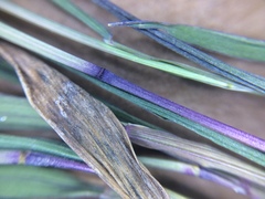 Muhlenbergia mexicana mexicana