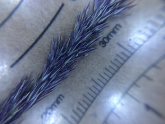 Muhlenbergia mexicana mexicana