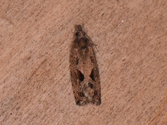 Endothenia nubilana