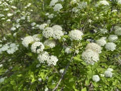 Spiraea dasyantha