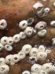 Amphibalanus venustus