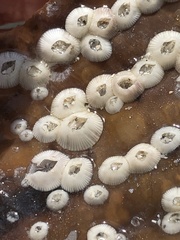 Amphibalanus venustus