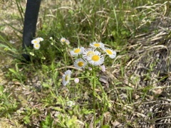 Erigeron philadelphicus
