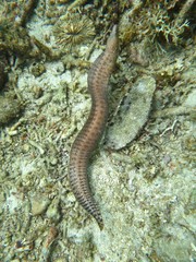 Gymnothorax zonipectis