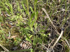 Erigeron philadelphicus