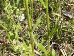 Erigeron philadelphicus
