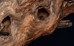 Chalinolobus gouldii