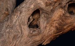 Chalinolobus gouldii