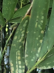 Stigmaeopsis celarius