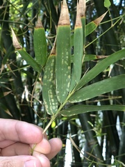 Stigmaeopsis celarius