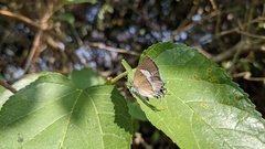 Horaga albimacula triumphalis