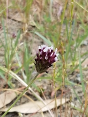 Trifolium dichotomum