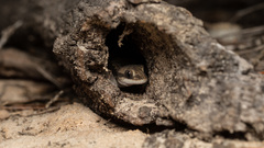 Diplodactylus calcicolus